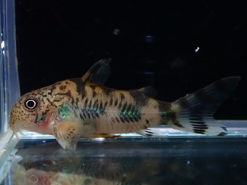 楽天市場】【淡水魚】【通販】大特価 コリドラス ゼブリーナ CW-111【1