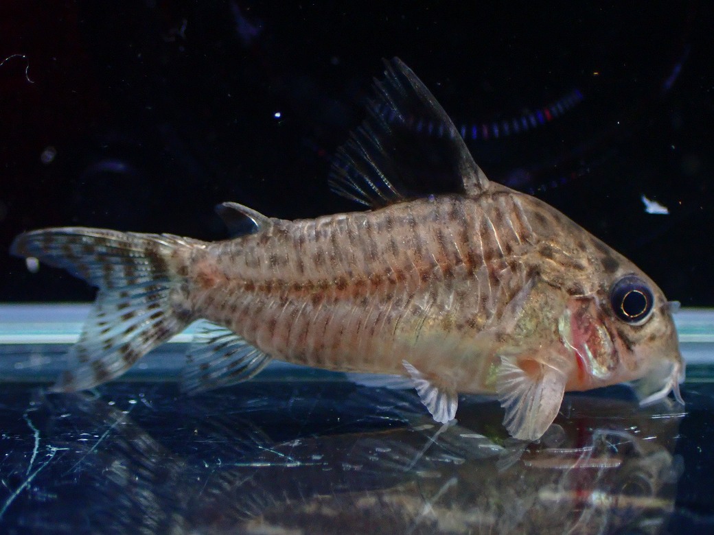 【淡水魚】【通販】コリドラス パラグア リオグァポレ産 ワイルド【1匹 サンプル画像】(±4cm)(コリドラス)(生体)(熱帯魚)NKCR