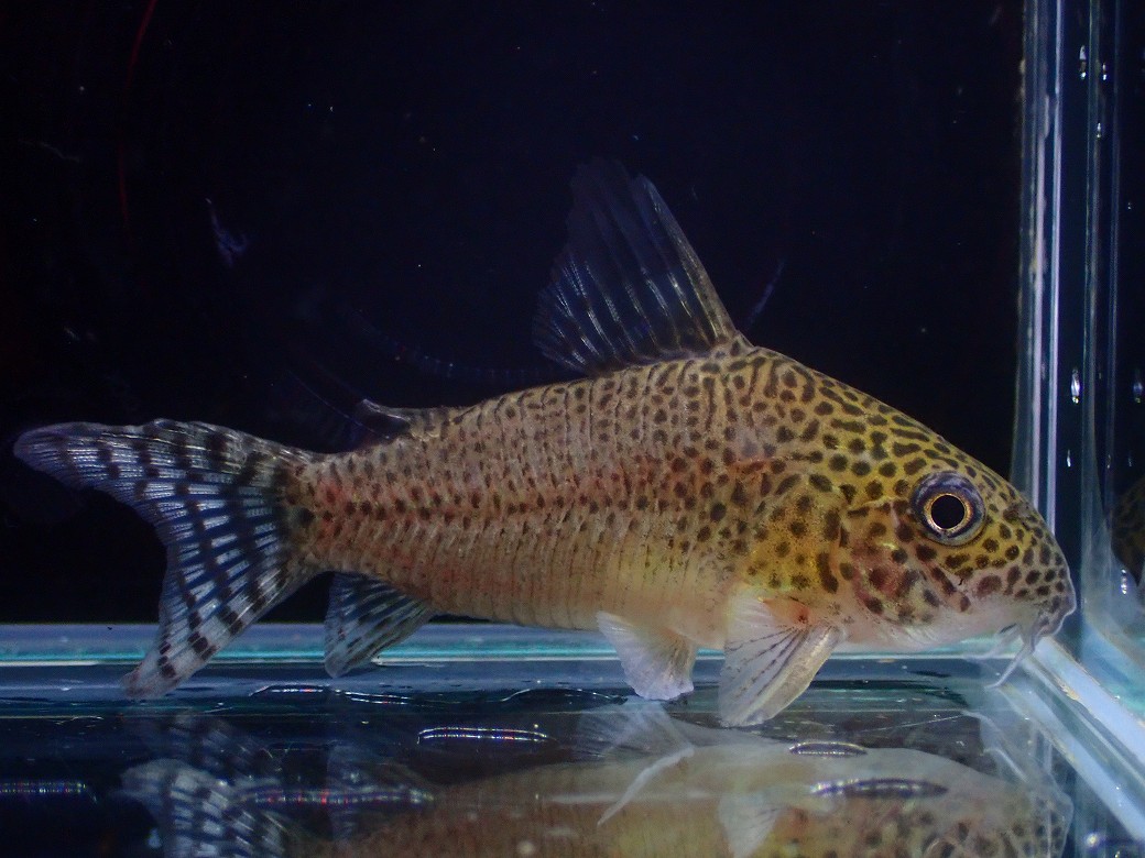【淡水魚】【通販】レア種 リアル コリドラス プンクタータス マロニリバー産 ワイルド【１匹 サンプル画像】(±5cm)(生体)(熱帯魚)NKCR