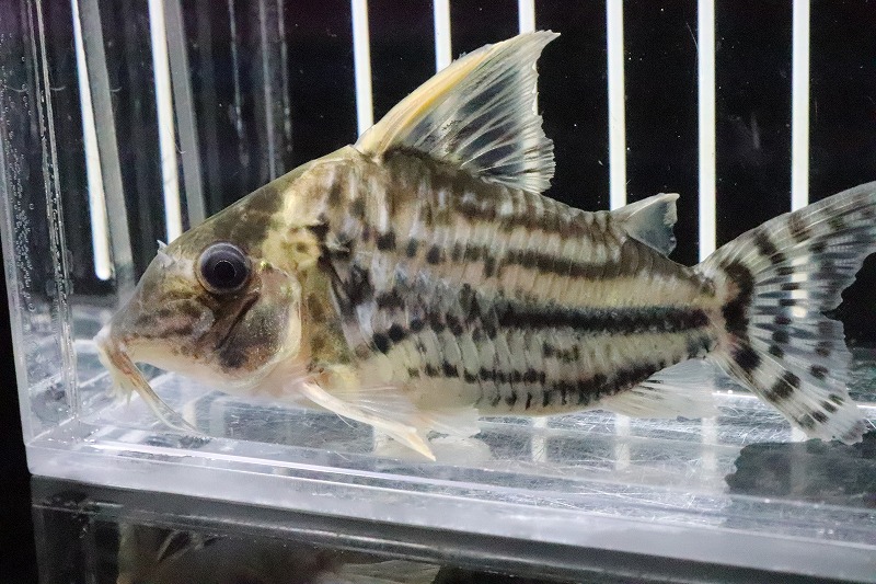 割引価格 淡水魚 大特価 No8 ワイルド 個体販売 6cm コリドラス スーパーパラレルス コリドラス 観賞魚生体