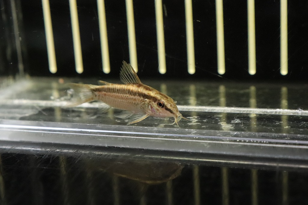 楽天市場 淡水魚 レア種 コリドラス グラキリス ワイルド マニコレ産 ワイルド 1匹 4cm コリドラス 生体 熱帯魚 Nkｃｒ ペットバルーン楽天市場支店