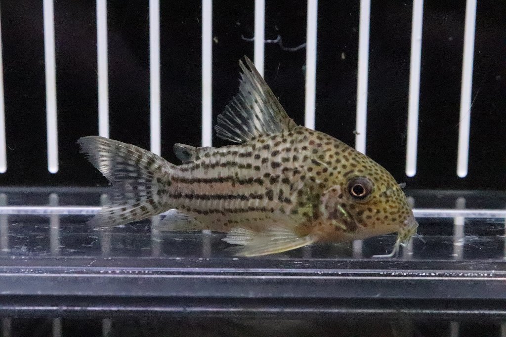 残りわずか 楽天市場 淡水魚 コリドラス エベルシー リオアラグアイア産 ワイルド 1匹 サンプル販売画像 6cm コリドラス 生体 熱帯魚 Nkｃｒ ペットバルーン楽天市場支店 Rakuten Www Lexusoman Com