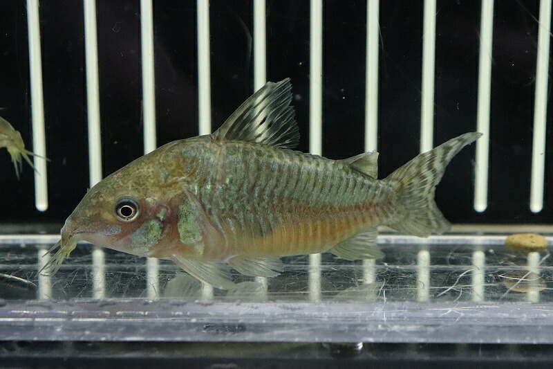 淡水魚 激レア コリドラス ゲルイ ワイルド 1匹 標本写真絵 6 7cm コリドラス 四つ足 淡水 Nkcr Eurovisionbd Com