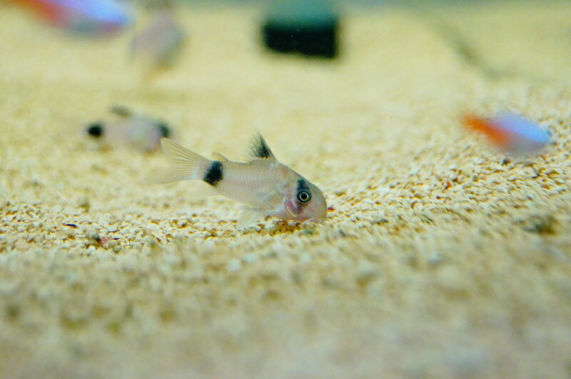 楽天市場 淡水魚 コリドラス パンダ 10匹 生体 コリドラス 熱帯魚 Nkcr ペットバルーン楽天市場支店