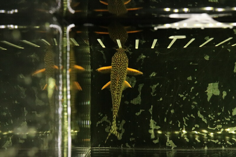 ワイルド 6cm 淡水魚 生体 コリドラス レア種 1匹 テトラ 水草 水槽 コリドラス 熱帯魚 Nkcr ペットバルーン支店 ステルバイii