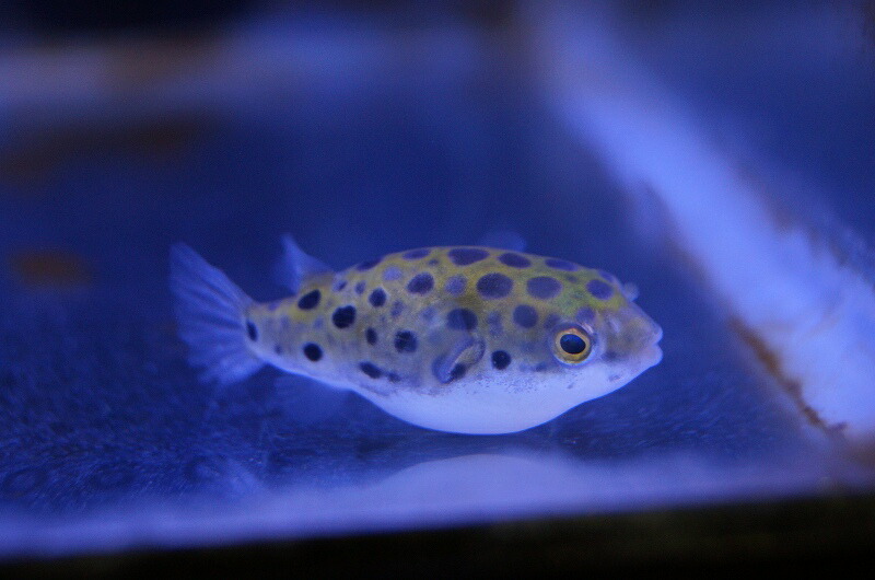 お取り寄せ ミドリフグ 生体 熱帯魚