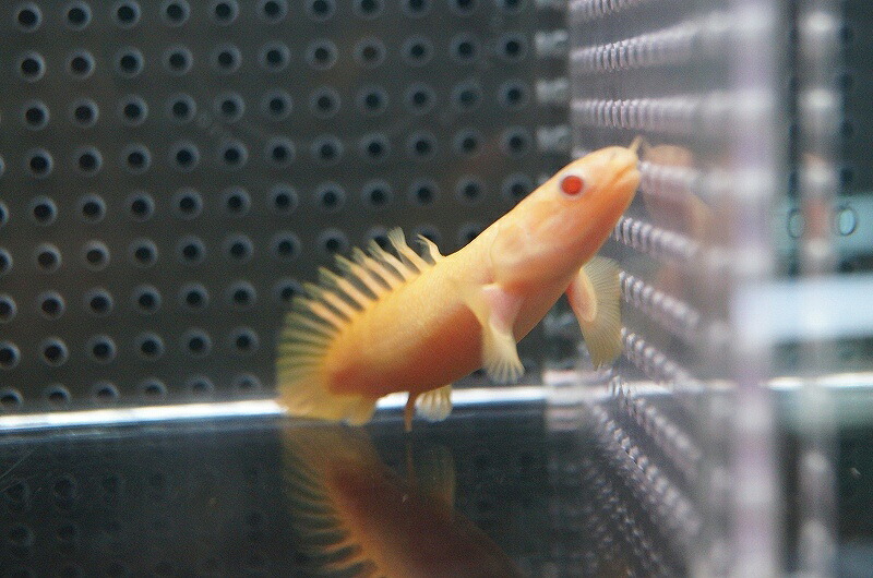 幸せなふたりに贈る結婚祝い 淡水魚 久々 ポリプテルス ショートボディ アルビノセネガルス 1匹 サンプル画像 8 9cm 生体 観賞魚生体 Serverie Com