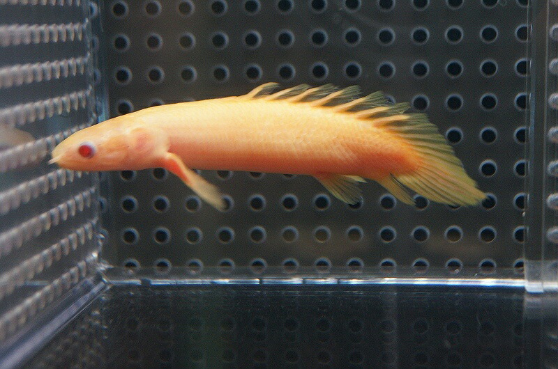 幸せなふたりに贈る結婚祝い 淡水魚 久々 ポリプテルス ショートボディ アルビノセネガルス 1匹 サンプル画像 8 9cm 生体 観賞魚生体 Serverie Com