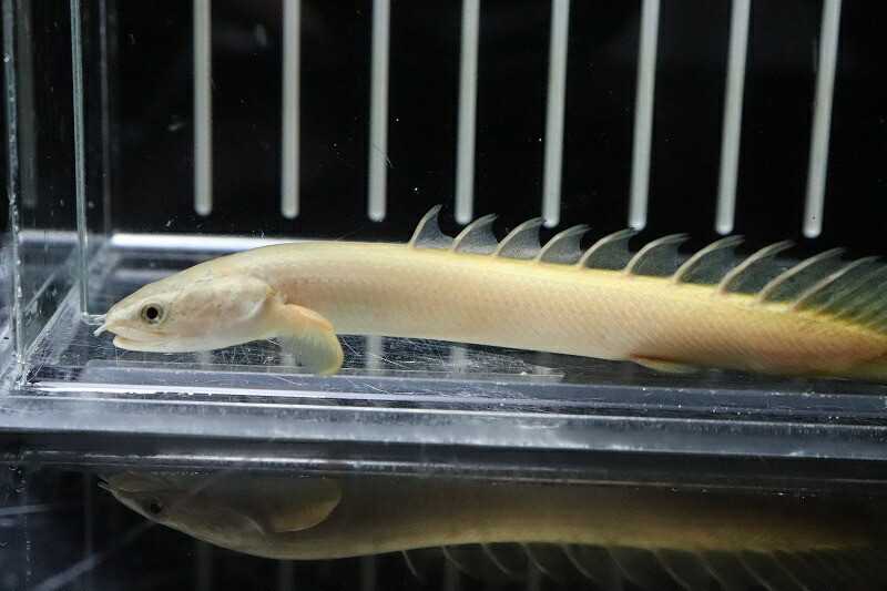 楽天市場 淡水魚 特価 白強め ポリプテルス ゴールデン セネガルス 1匹 8cm 生体 大型魚 熱帯魚 Nko ペットバルーン楽天市場支店