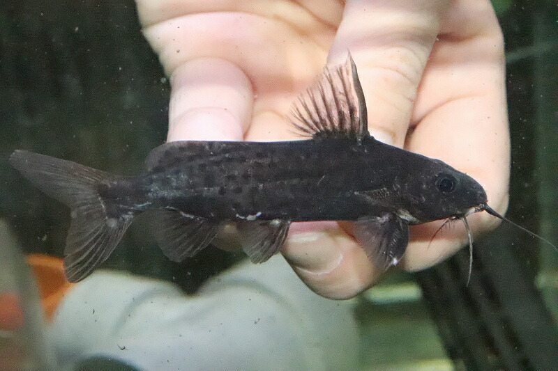 お見舞い 1匹 サーペンティス ワイルド シノドンティス ケニア産 淡水魚 シノドンティス 淡水魚 観賞魚 サンプル画像 8 9cm 大型魚 生体 淡水 nko ペットバルーン支店 お見舞い 1匹 サーペンティス ワイルド シノドンティス ケニア産 淡水魚 シノドンティス 淡水魚 観賞魚 サンプル画像 8 9cm 大型魚 生体 淡水 nko ペットバルーン支店