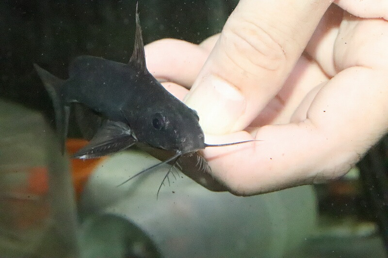 お見舞い 1匹 サーペンティス ワイルド シノドンティス ケニア産 淡水魚 シノドンティス 淡水魚 観賞魚 サンプル画像 8 9cm 大型魚 生体 淡水 nko ペットバルーン支店 お見舞い 1匹 サーペンティス ワイルド シノドンティス ケニア産 淡水魚 シノドンティス 淡水魚 観賞魚 サンプル画像 8 9cm 大型魚 生体 淡水 nko ペットバルーン支店
