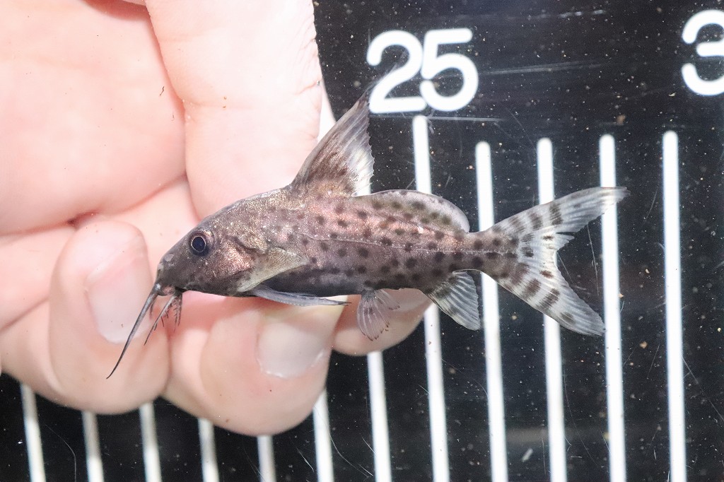 代引不可 楽天市場 淡水魚 ブラキノシノドンティス バテンソーダ ワイルド １匹 サンプル画像 5 6ｃｍ 大型魚 生体 熱帯魚 Nko ペットバルーン楽天市場支店 注目ブランド Lexusoman Com