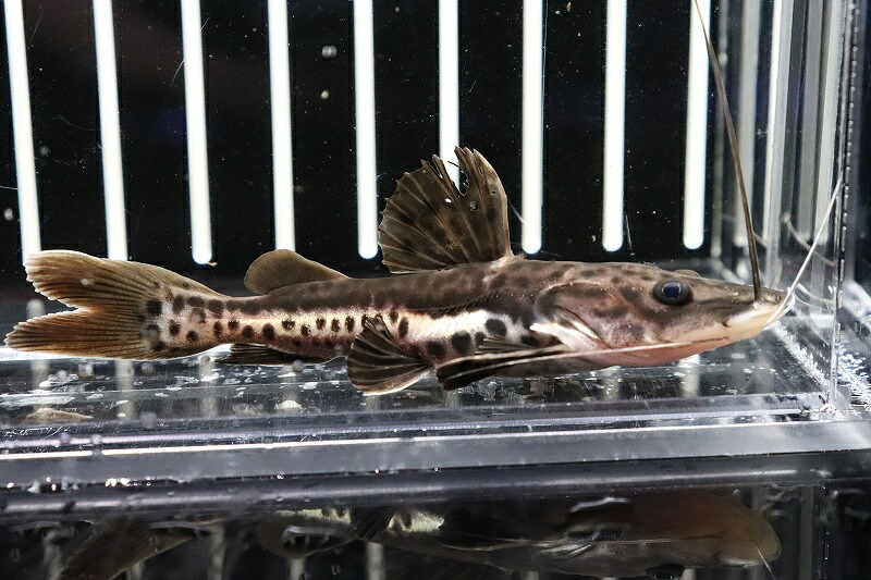 【淡水魚】珍種 ハイブリッド  レッドテールタイガーシャベルノーズキャット【1匹】(±4-5cm)（生体）(大型魚)（熱帯魚）NKO｜ペットバルーン楽天市場支店