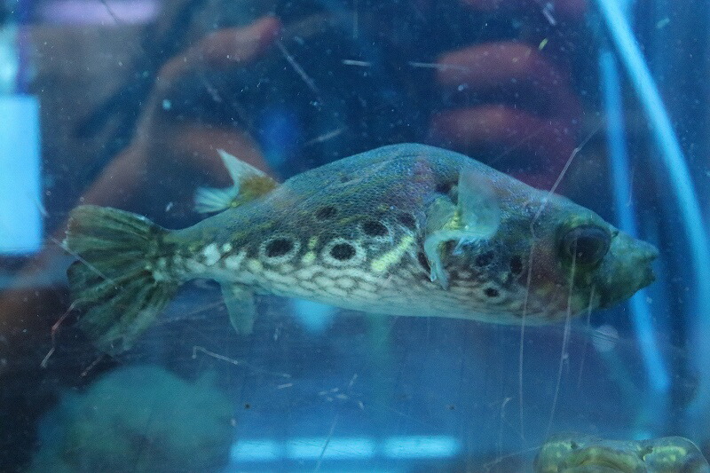 熱帯魚 安い 公式の店舗 63 割引 Saferoad Com Sa