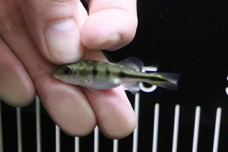 楽天市場】【シクリッド】キクラ ケルベリースパイダー ショートボディ