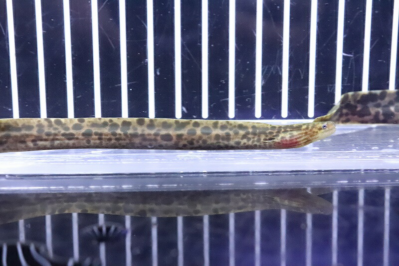 【淡水魚】【通販】特価 淡水ヤマウツボ【1匹 サンプル画像】(&plusmn;15-20cm)(淡水ウツボ)(生体)(熱帯魚)NKO｜ペットバルーン支店 18,150円
