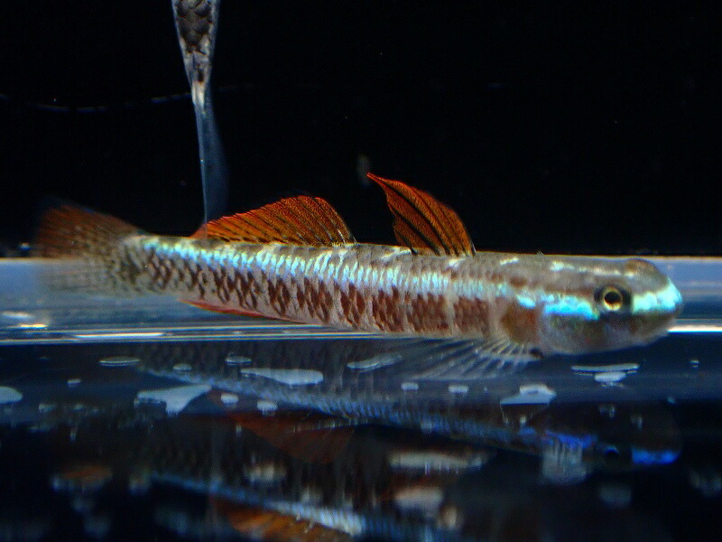 【淡水魚】【通信販売】有りの実売りわたす ナンヨウボウズハゼ【1有りの実 見本すがた絵】(真水ハゼ)(毛の荒物)(熱帯魚)NK
