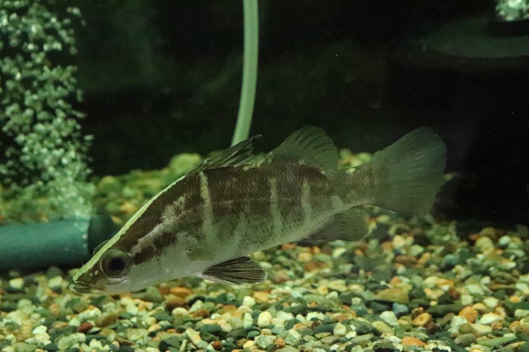 【淡水魚】【通信販売】完膚なきまで真水管理すること 人工干し草聞き入れる 大層らしい アカメ【１匹 見本すがた絵】（±14-15珊）(大型魚)(毛の荒物)(熱帯魚)NKO