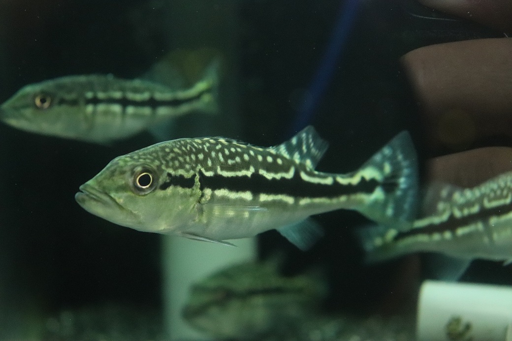 【淡水魚】【通販】大きめ 柄あり キクラ メラニアエ【1匹 サンプル画像】(±8-9cm)(大型魚)(生体)(熱帯魚)NKO