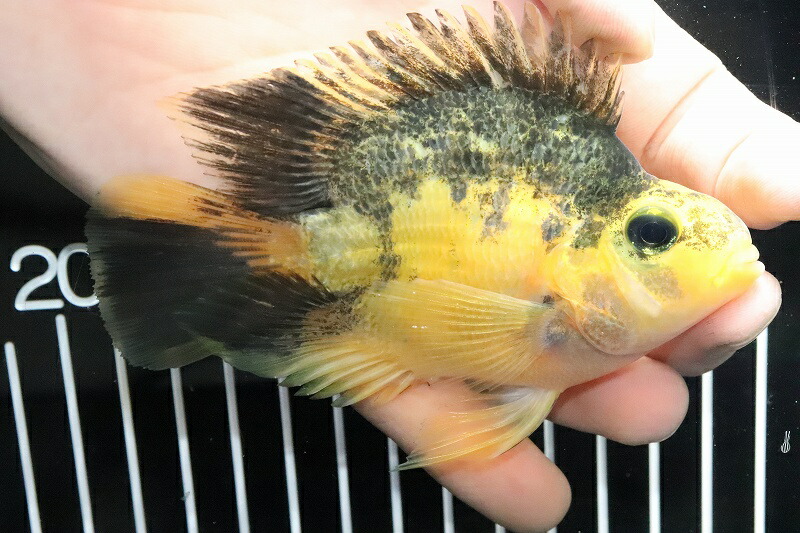 熱帯魚 安い 大きな取引 60 割引 Saferoad Com Sa