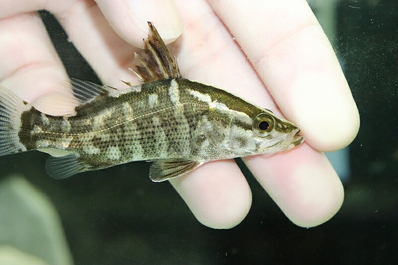 楽天市場 淡水魚 大特価 久々の入荷 アカメ 1匹 サンプル画像 2 3cm 大型魚 生体 熱帯魚 Nkｏ ペットバルーン楽天市場支店