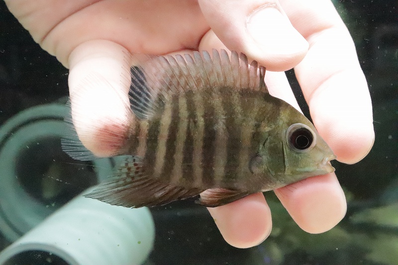 素水魚族 ヘ喪失 エファシアータス セベ仔羊 イリニダ発明 ワイルド 1匹 標本動画 7 8 大型魚 生活体 熱帯魚 Damienrice Com