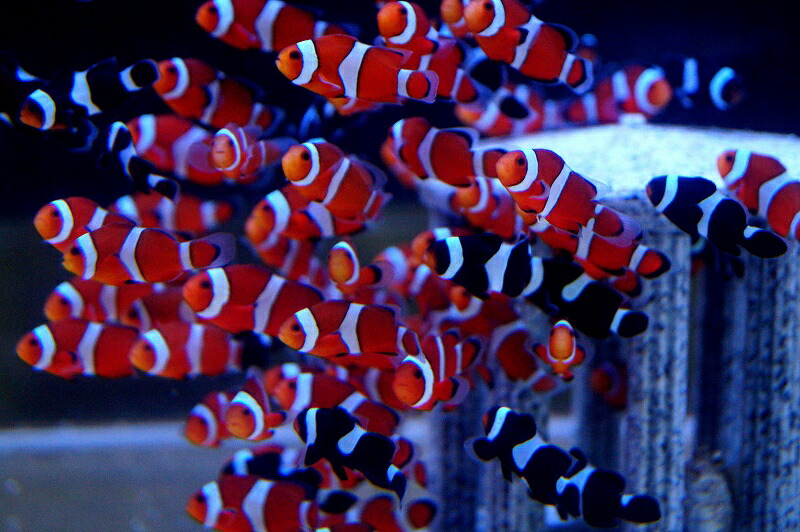 【希少】カクレクマノミ　Okinawa Blue 限定345本 楽天市場】カクレクマノミ Sサイズ 10匹セット! 海水魚 クマノミ 15時