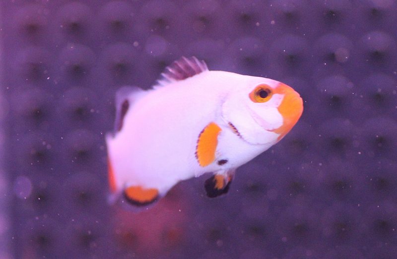 受注発注 海水魚 クマノミ ブラックストームクラウンフィッシュ 個体販売 3 5 4cm No 3 生体 海水魚 最安 Titanicgroup Com