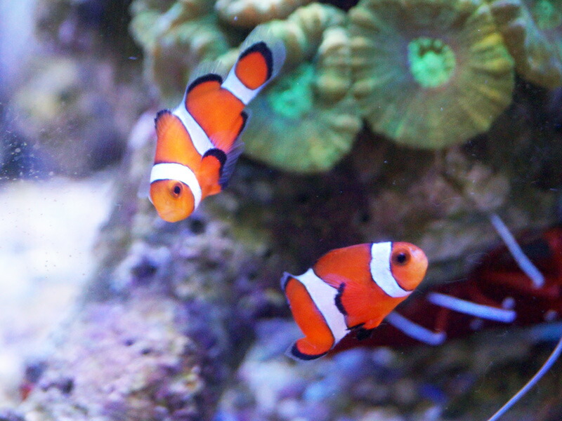 アウトレット送料無料 海水魚 カクレクマノミ 国産ブリード ２０匹 熱帯魚 北海道航空便要保温 沖縄別途送料 工房直送価格 R4urealtygroup Com