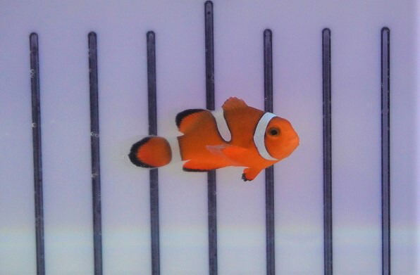 楽天市場 海水魚 クマノミ ブリード カクレクマノミ イレギュラーバンド 1匹 3 4cm サンプル画像 生体 海水魚 ペットバルーン楽天市場支店