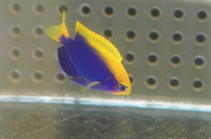 塩水銀鱗 スズメダイ セナキルリスズメ S号 1匹 3 4cm 試料似顔画 アニマル 海水魚 Damienrice Com