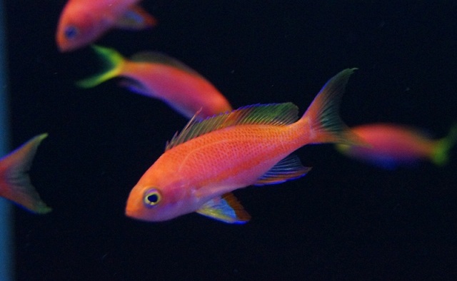 【海水魚】レスプレンデントアンティアス （5匹）±4-6cm　(サンプル画像）（生体）(海水魚)（サンゴ） 12,106円