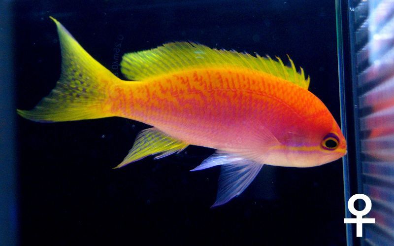 最適な価格 【楽天市場】【海水魚】スクリブルドアンティアス(♀)(5