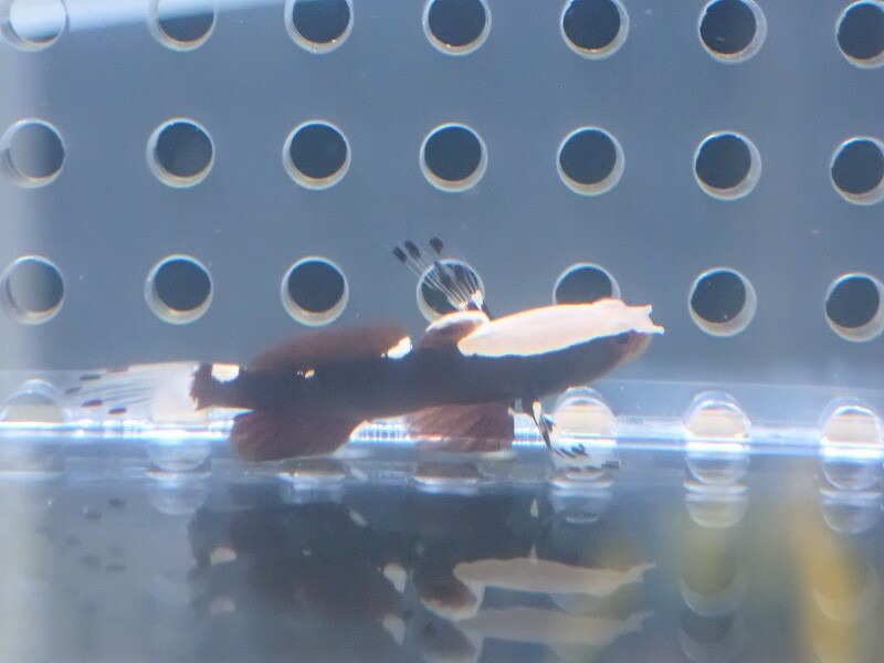 海水魚 ハゼ オドリハゼ 1匹 2 5 3cm サンプル画像 生体 海水魚 Gbsfinance Com