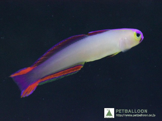 【海水魚・ハゼ】アケボノハゼ（3匹）(サンプル画像）（生体）(海水魚)（サンゴ）｜ペットバルーン支店