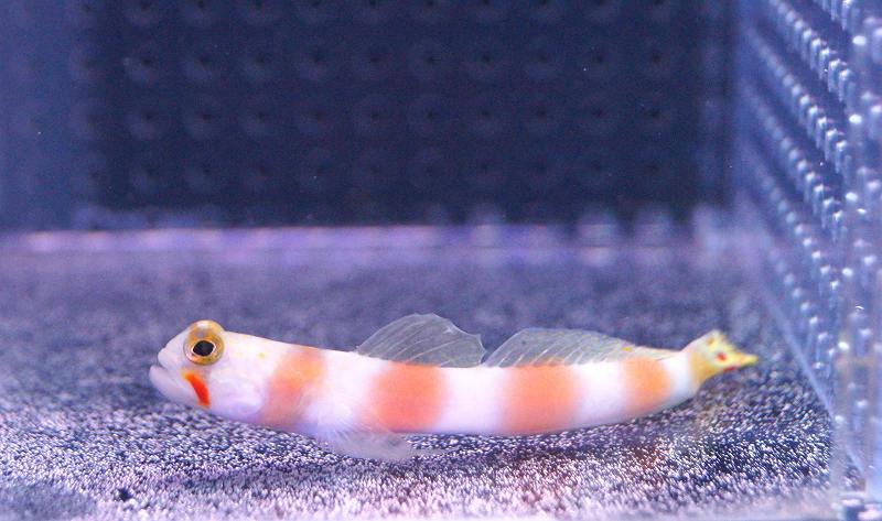 【海水魚】オーロラゴビー (1匹)6-8cm前後(サンプル画像）（生体）(海水魚)（サンゴ）
