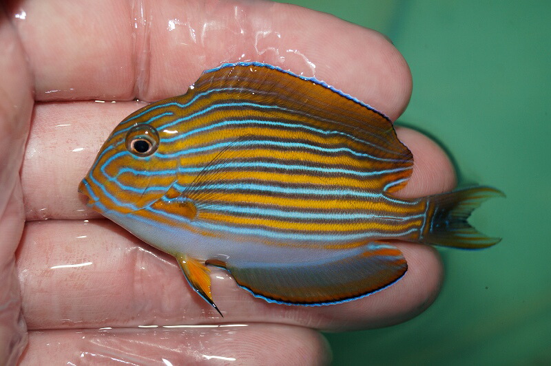 楽天市場 海水魚 ニジハギ 1匹 5 8cm サンプル画像 生体 海水魚 サンゴ ペットバルーン楽天市場支店