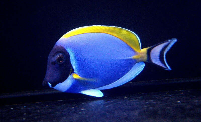 【海水魚】パウダーブルータン MーMLサイズ (1匹)9-11ｃｍ前後(サンプル画像）（生体）(海水魚)（サンゴ）