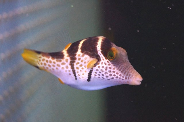 楽天市場 海水魚 フグ シマキンチャクフグ 1匹 5 7cm サンプル画像 生体 海水魚 サンゴ ペットバルーン楽天市場支店