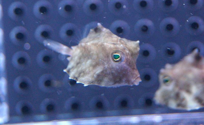 楽天市場 海水魚 ラクダハコフグ Xs Sサイズ 1匹 2 3cm前後 サンプル画像 生体 海水魚 サンゴ ペットバルーン楽天市場支店