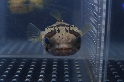 楽天市場 海水魚 ハリセンボン Smサイズ 1匹 5 7cm前後 サンプル画像 生体 海水魚 サンゴ ペットバルーン楽天市場支店