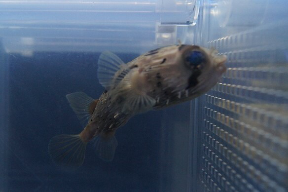 楽天市場 海水魚 ハリセンボン Smサイズ 1匹 5 7cm前後 サンプル画像 生体 海水魚 サンゴ ペットバルーン楽天市場支店