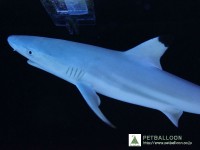 楽天市場 海水魚 ブラックチップシャーク 1匹 50 60cm前後 生体 海水魚 サンゴ ペットバルーン楽天市場支店