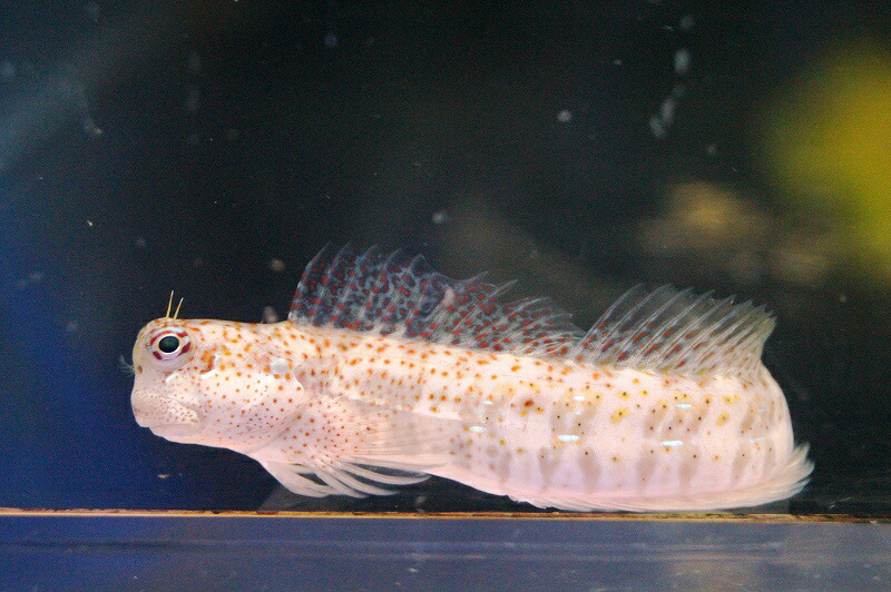 楽天市場 海水魚 ギンポ ハナカエルウオ 1匹 5 8cm サンプル画像 生体 海水魚 ペットバルーン楽天市場支店