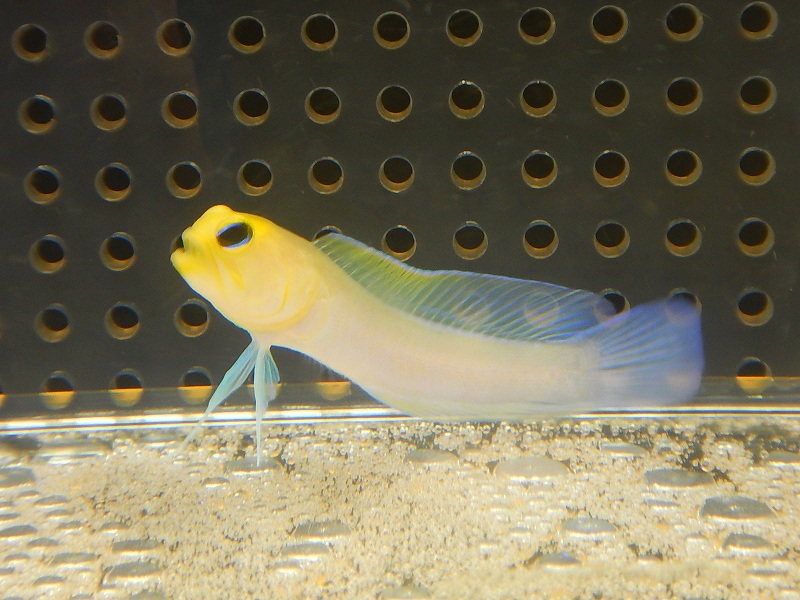 100 正規品メーカー直販 海水魚 アクアリウム ペット 熱帯魚 アクアリウム イエローヘッドジョーフィッシュ 1匹 5 7cm サンプル画像 生体 海水魚 サンゴ 海水魚 ジョーフィッシュ 観賞魚 海水魚 イエローヘッドジョーフィッシュ 1匹 5 7cm サンプル