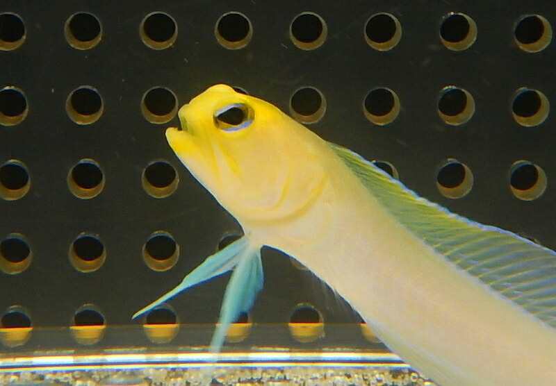 【楽天市場】【海水魚・ジョーフィッシュ】イエローヘッドジョーフィッシュ(1匹)±57cm(サンプル画像)(生体)(海水魚)(サンゴ):ペットバルーン楽天市場支店 【楽天市場】【海水魚・ジョーフィッシュ】イエローヘッドジョーフィッシュ(1匹)±57cm(サンプル画像)(生体)(海水魚)(サンゴ):ペットバルーン楽天市場支店