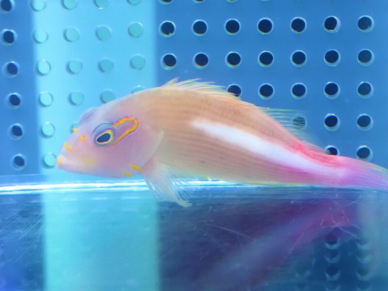 楽天市場】【お買い物マラソン開催中】【海水魚】ギンガハゼ (1匹)4-5cm前後(サンプル画像）（生体）(海水魚)（サンゴ） :  ペットバルーン楽天市場支店