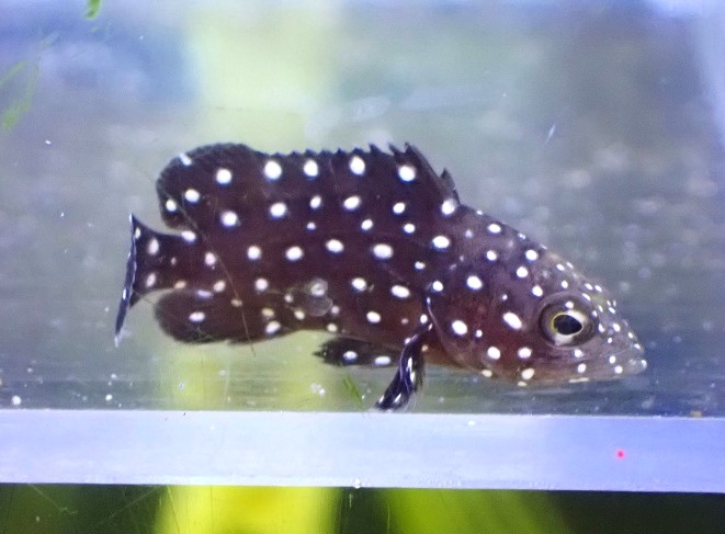 【楽天市場】【海水魚・ハタ】ハクテンハタ(XSサイズ)【1匹】(±3-4cm) (サンプル画像)(生体)(海水魚):ペットバルーン楽天市場支店