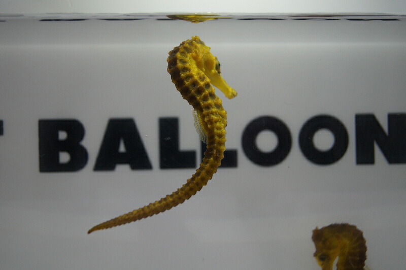 即日出荷 海水魚 タツノオトシゴ ブリード カリビアンシーホース Yellow 1匹 5 6cm サンプル画像 生体 海水魚 サンゴ 送料無料 Volfgr Com