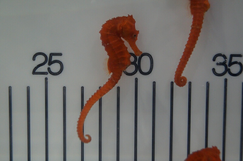 楽天市場 海水魚 タツノオトシゴ ブリード カリビアンシーホース Oraｎge 1匹 5 6cm サンプル画像 生体 海水魚 サンゴ ペットバルーン楽天市場支店